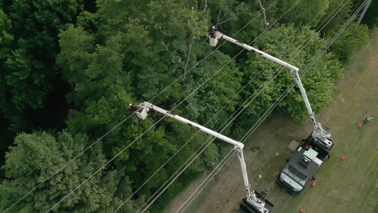Best Tree and Shrub Care  in Muscle Shos, AL