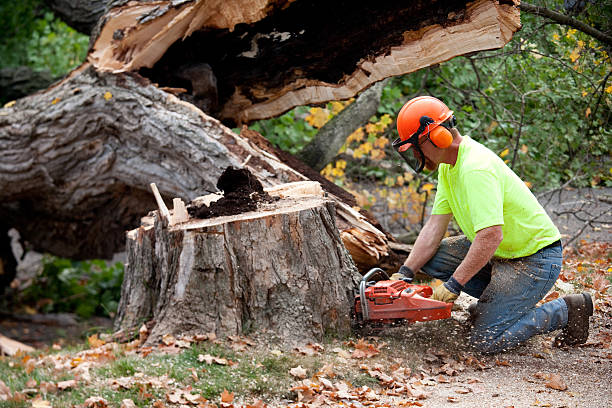 Best Arborist Consultation Services  in Muscle Shos, AL